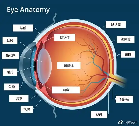眼睛的解剖(从侧面看眼睛)