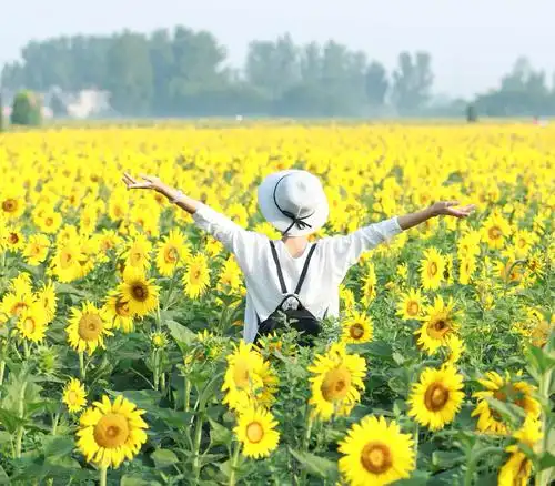 其它 心向阳光 写美篇向日葵告诉我,只要面对着阳光努力向上,日子就会