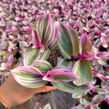 粗壮点老桩油画#十根桩原土发货 不含盆