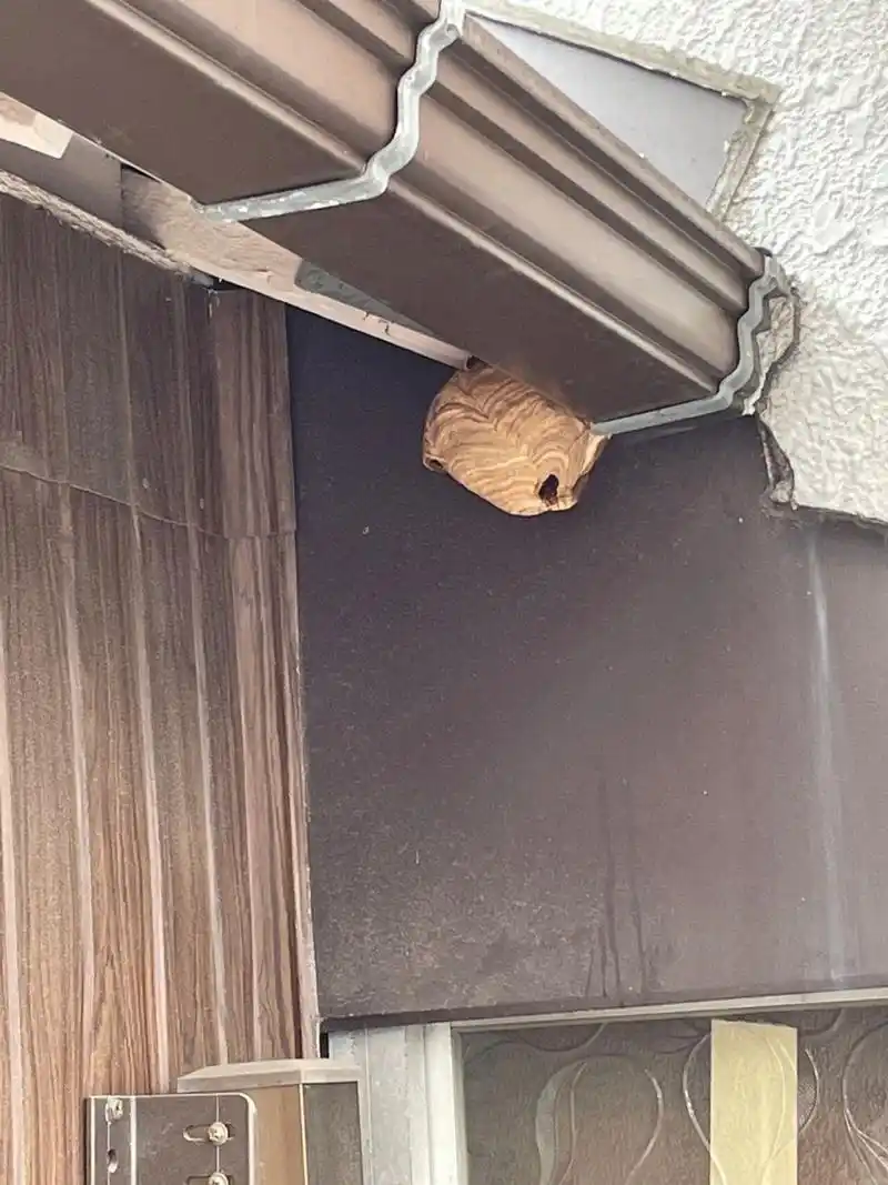 在日本 发现家里出现马蜂窝的正确处理方式 圆球形的马蜂窝 这马蜂是