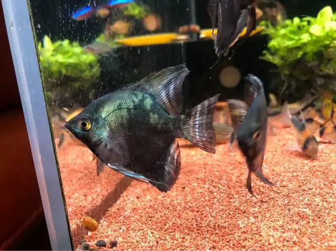 出10条阿凡达神仙 - 上海鱼友俱乐部 - cta南美水族