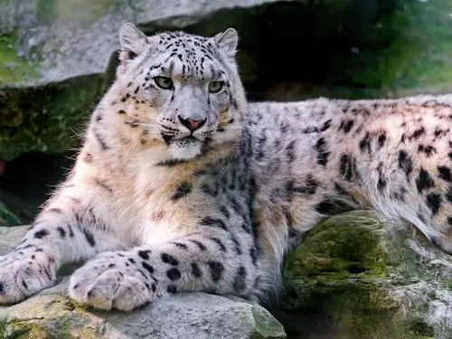 壁纸 雪豹,野生动物,岩石 3840x2160 uhd 4k 高清壁纸, 图片, 照片