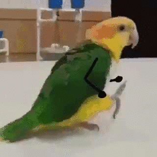 萌宠表情 萌娃表情 斗图表情 锦鲤 土味语录 套路图 来自:soogif 应用