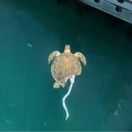 35张活久见的图片,眼镜蛇和蟒蛇两败俱伤,蜗牛进行