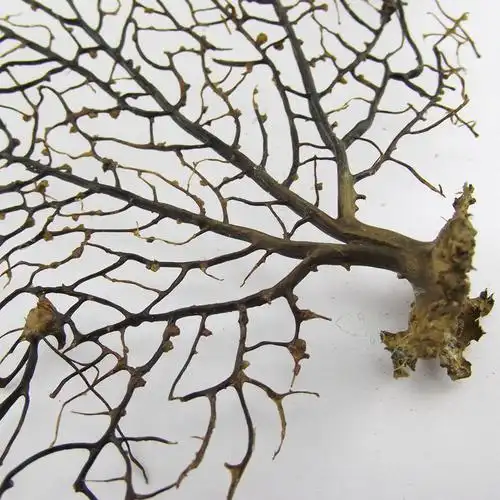 天然海树菲律宾海铁树微景观工艺批发画框配件装饰水族造景柳珊瑚