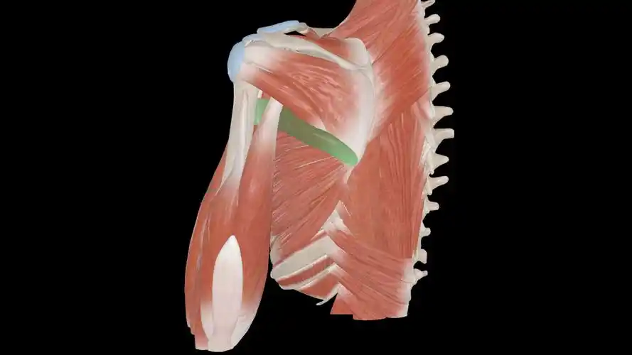 肩胛骨喙突压痛点情况