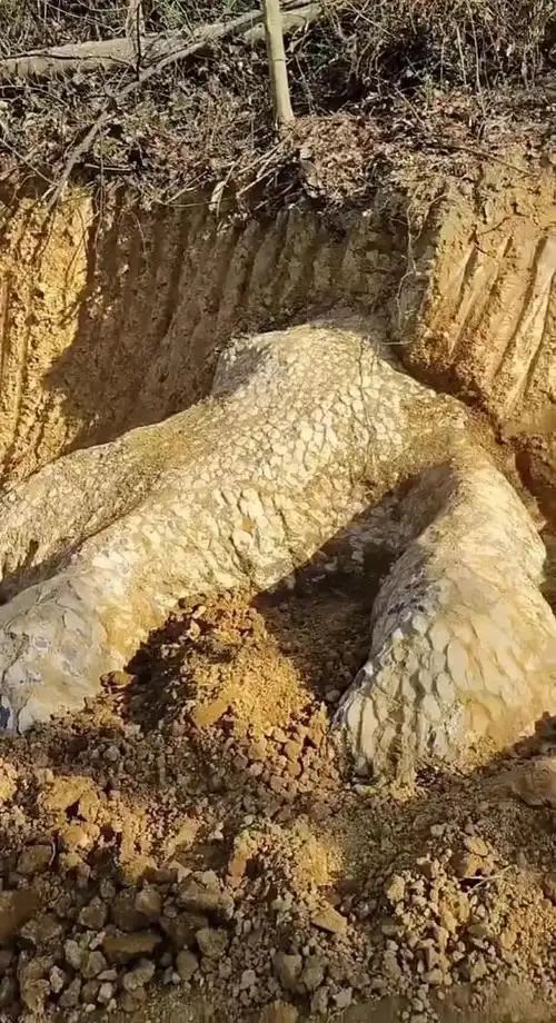 湖南邵阳挖出"龙爪"巨石:形状似爪表面有鳞!