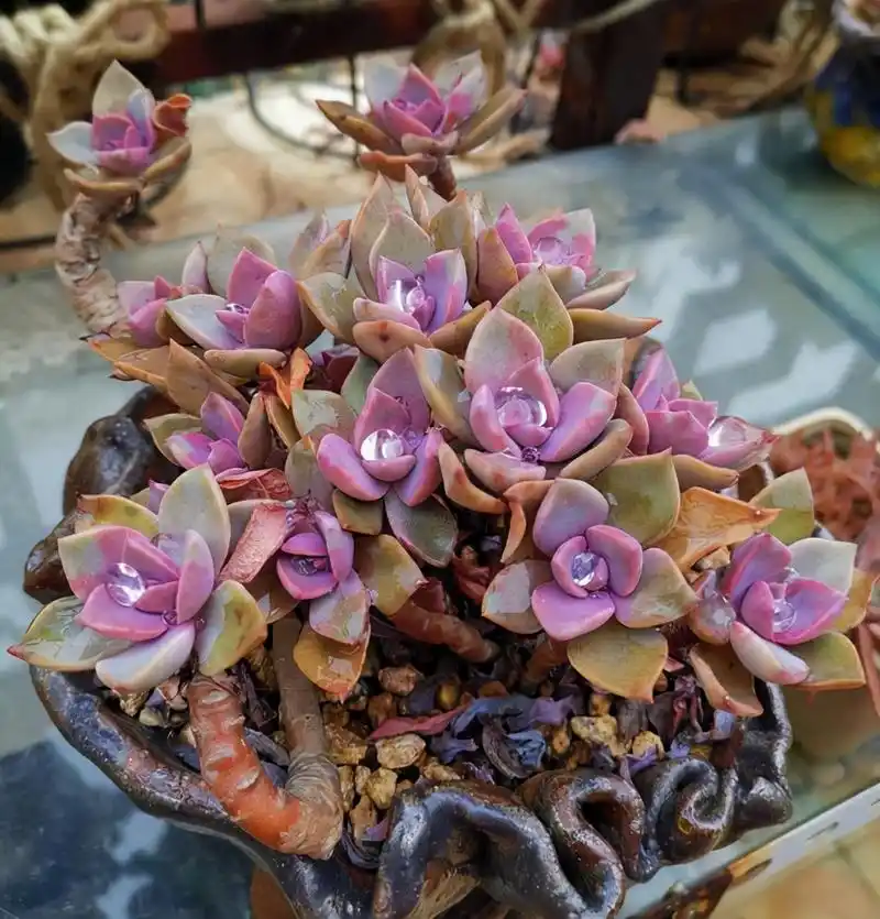 多肉初恋有"三怕",稍微不注意就会黄叶死掉,一定要避开