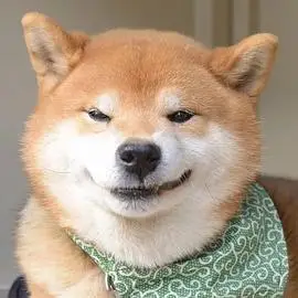 已找到求柴犬歪嘴笑