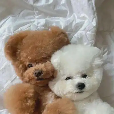 多多关注呀闺蜜头像礼貌拿图