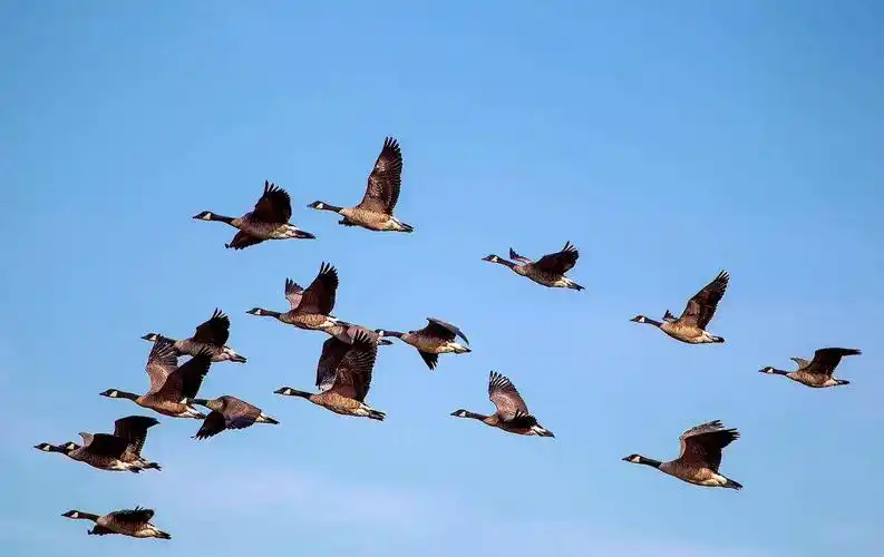 七绝雁南飞中华新韵