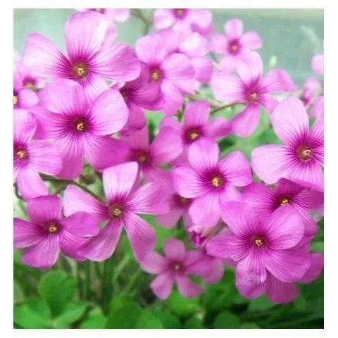 红花酢浆草种球红花草红花三叶草阳台盆栽室外绿化幸运草球根