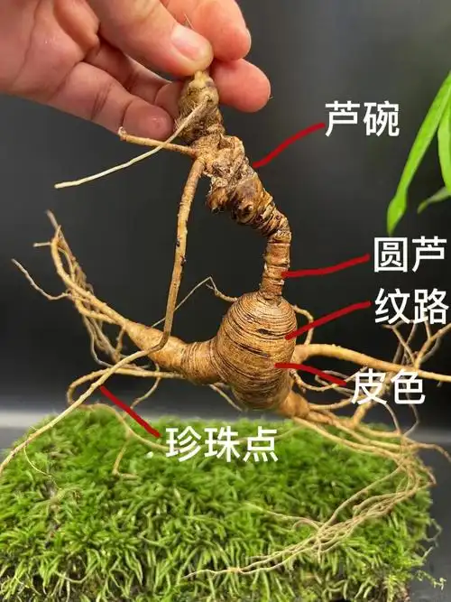 如何看人参的参龄特别是林下参和野山参