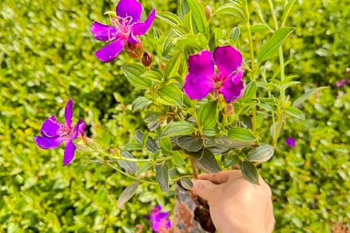 3/棵 紫牡丹,巴西野牡丹,云南昆明牡丹小苗种植园地被植物