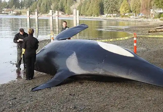 全球仅剩70余头的虎鲸,又死亡一头