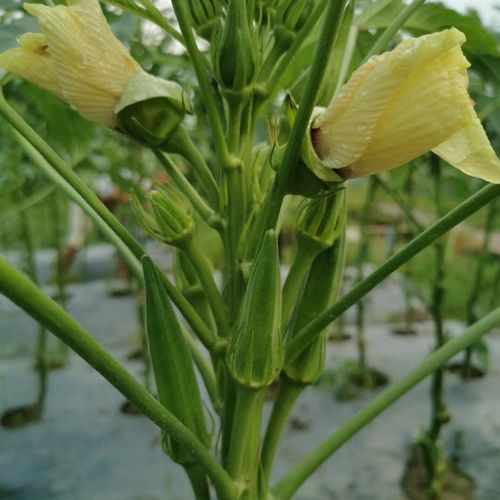 黄秋葵种子苗秧四季水果菜苗北方带土春夏季秧苗南方孑种籽苗子