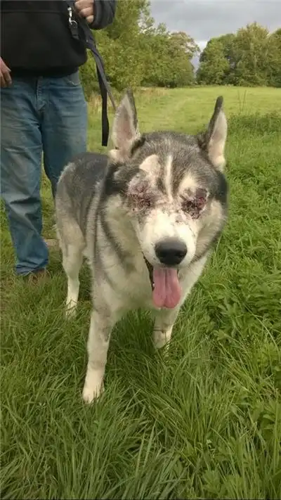 人脸哈士奇恐怖图片