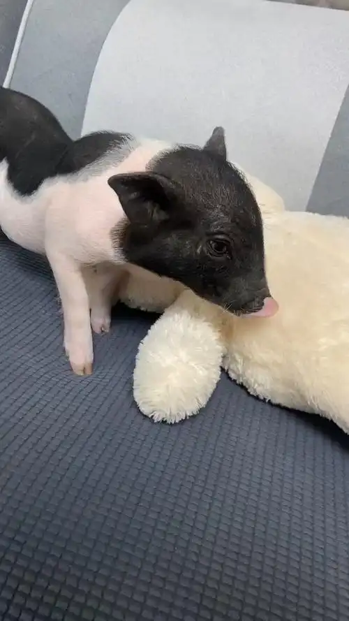 夏天来了!要出去玩咯 #宠物猪#小香猪