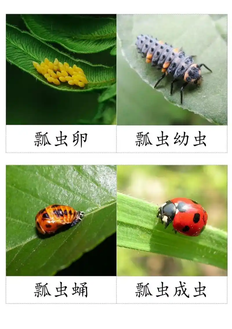 蒙氏"瓢虫的生命周期三段卡" 78可直接打印使用