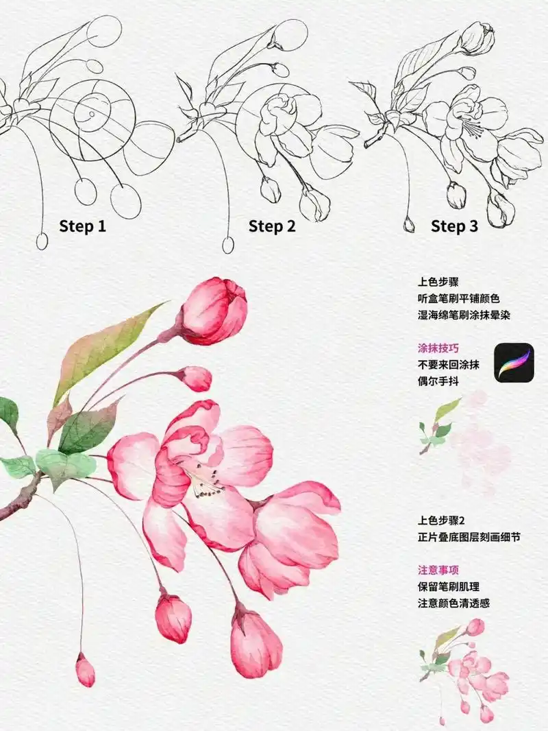97零基础小白都能学会的海棠花插画教程!#ipad绘画 #手 - 抖音