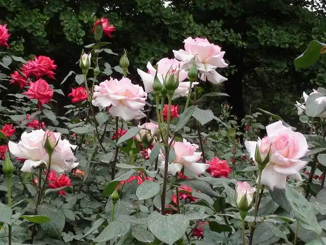 [原]月季花真漂亮(四)