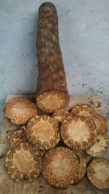 沙罗树能做什么药才,能值什么价格