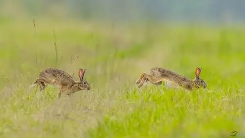 草地野兔