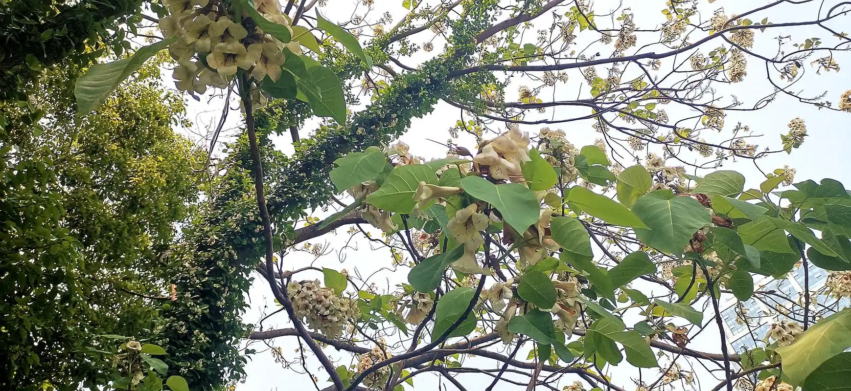 阳春四月春意浓,在吉安城南一绿地内,一棵泡桐树花开灿烂,满树都是.