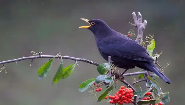 母乌鸫的特征是什么?