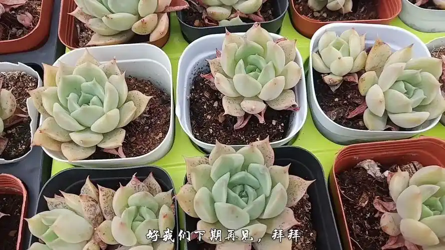 多肉基地艾丽卡亮相,去掉干叶子露出桩子,完全变样了