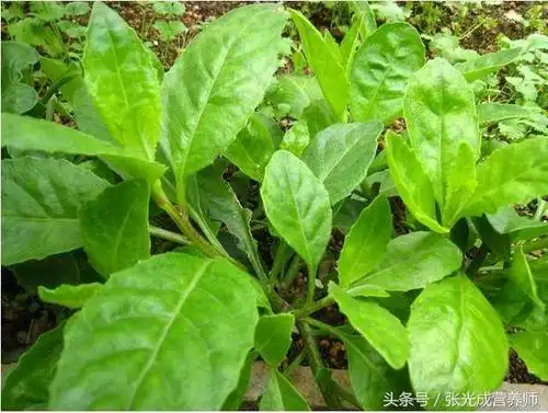 降糖草(白背三七),如何正确食用降血糖?