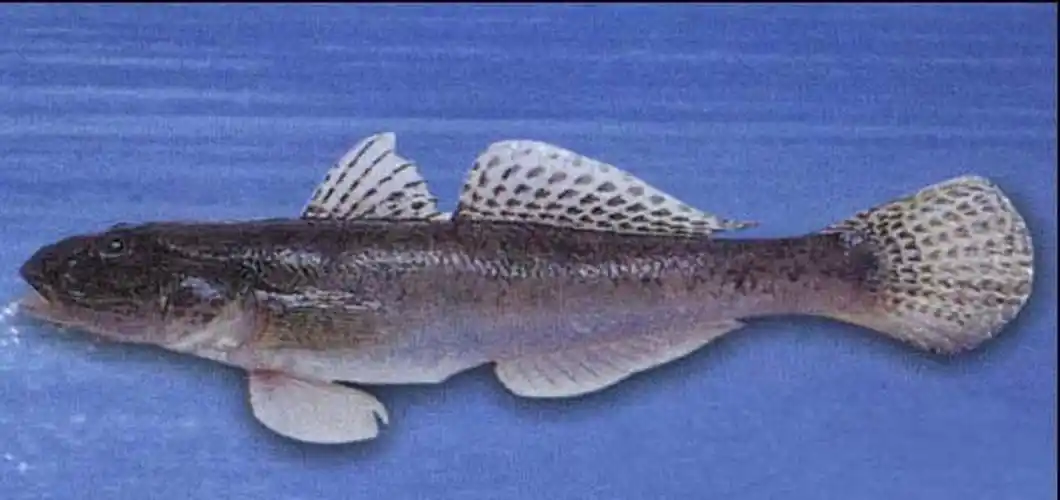 p>黄鳍刺鰕虎鱼, i>acanthogobius flavimanus /i> (temminck et