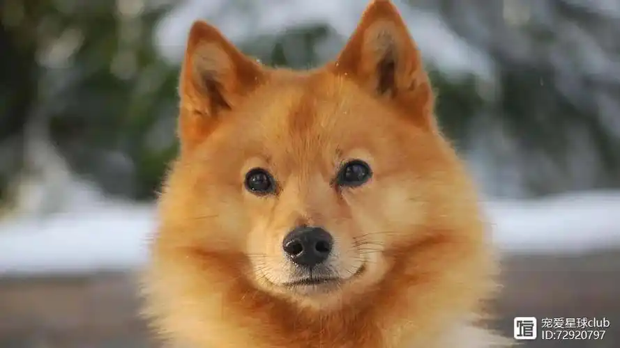 古灵精怪又甜美,盘点八种长的像狐狸的狗狗!