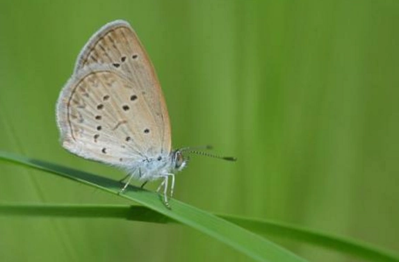 美到极致的多眼灰蝶,强迫症根本没办法接受