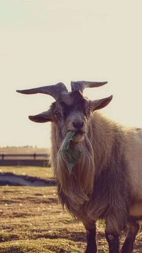 0000/512345(0人评分)所属分类:动物与鸟,羊标签:山羊吃食品草号角