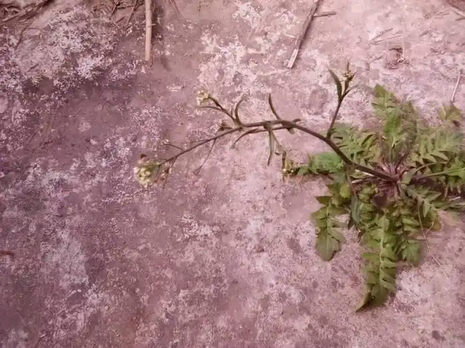 这种草,老人说煎炒吃了治头晕有特效,你们有知道这是什么草的吗?