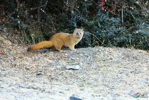 野生黄鼬黄鼠狼