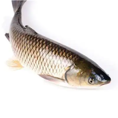 鲜活草鱼(4斤左右/条)