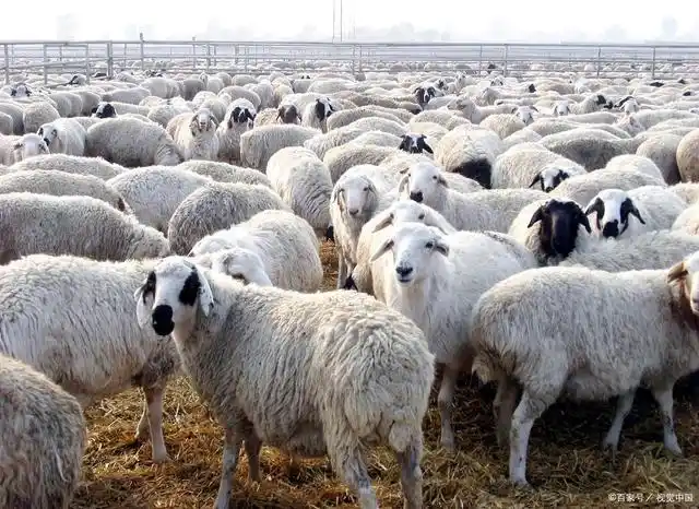 草原里养着这么大规模的大尾羊.