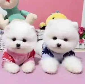 纯种长不大可爱小型俊介犬博美幼犬茶杯犬家养博美犬宠物狗狗活体