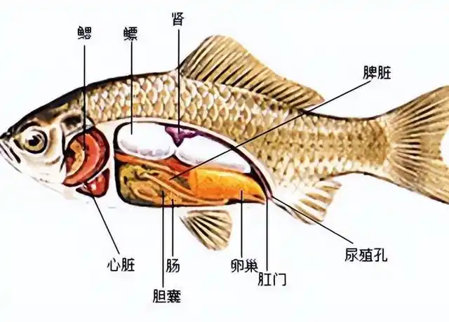 钓上来海鱼的第一件事,是在鱼肚子上戳个洞,你知道这是为什么吗