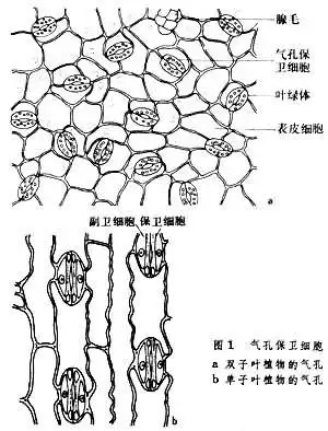 植物气孔开闭的原因