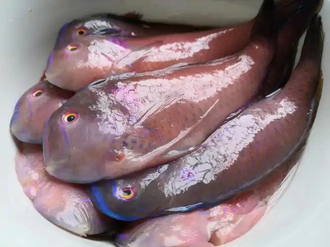 鹦哥鱼,因其色彩艳丽,嘴型酷似鹦鹉嘴型而得名.