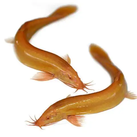 观赏鱼活体黄金泥鳅清道夫冷水鱼好养发财鱼风水鱼金龙鳅观赏泥鳅