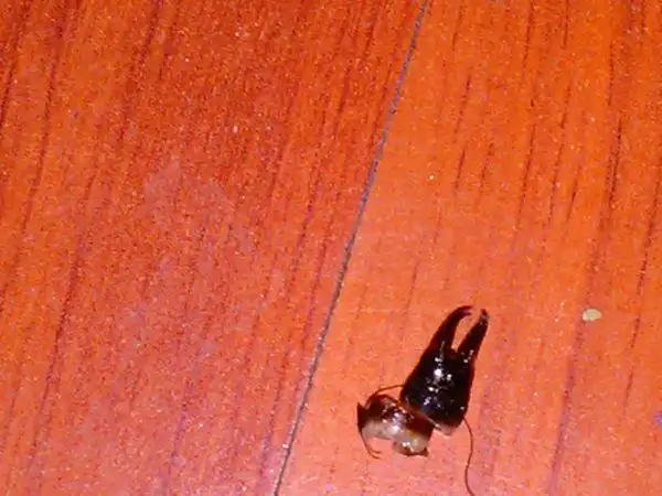 我家厕所最近发现黑色2cm左右的虫子,尾部有夹子,头部有长触角.