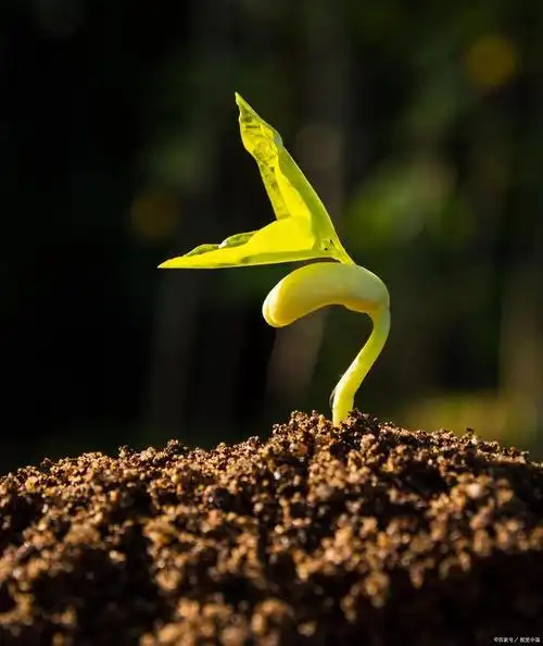 《我是一颗种子》