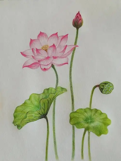 第一次认真临摹彩铅荷花