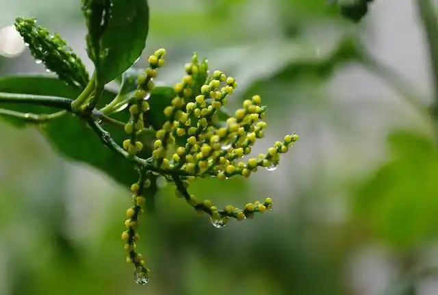 珠兰珠兰的修剪方法图解