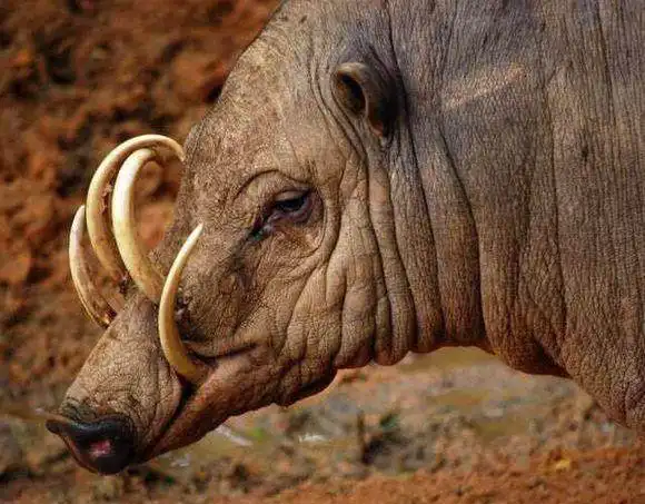 凶神恶煞的野猪竟有数月不喝水的獠牙尖竟往自己脑门长