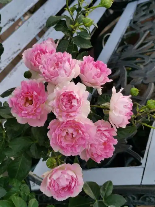 月季海葵海的女儿